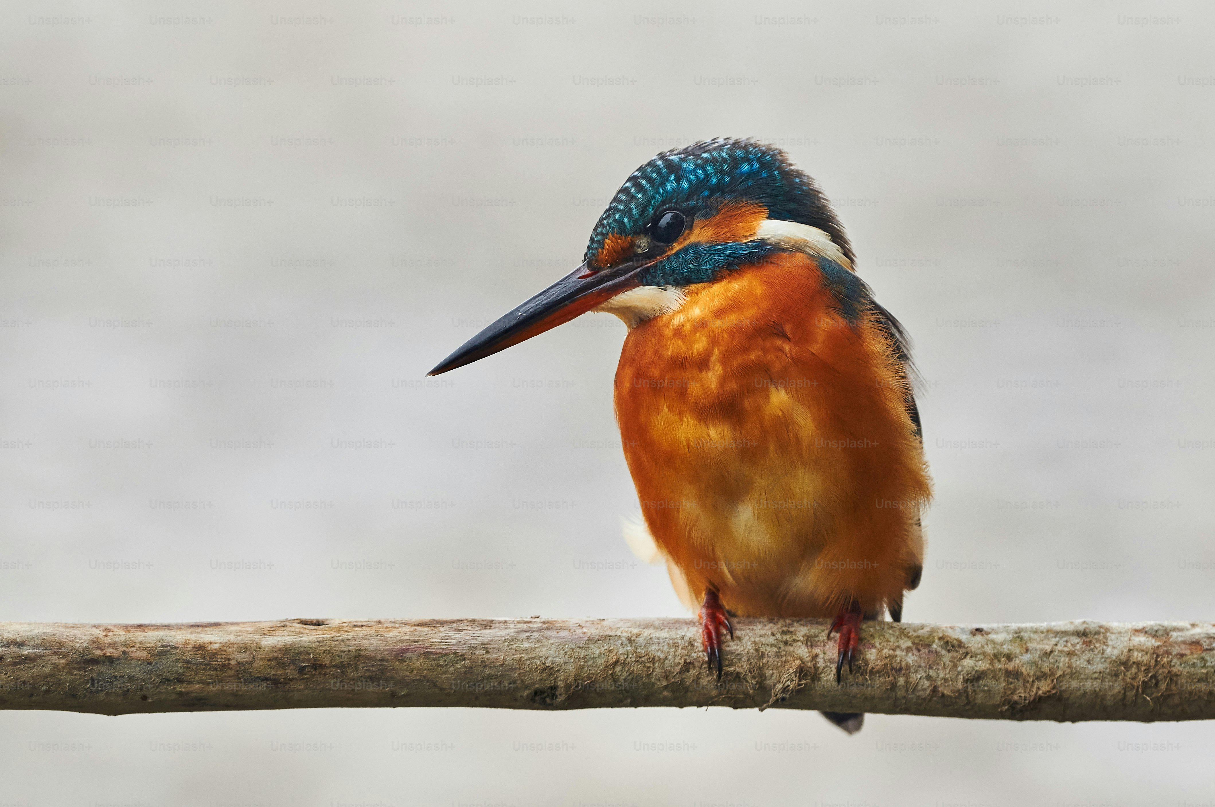 A colorful kingfisher perched on a branch while waiting for its prey