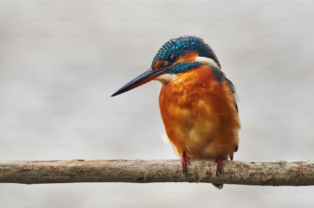 A colorful kingfisher perched on a branch while waiting for its prey