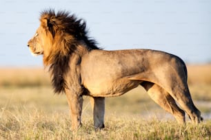 Leão macho grande