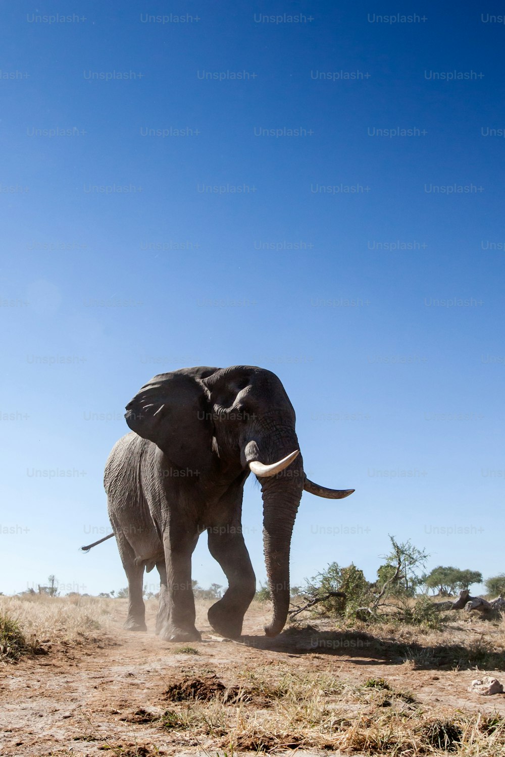 Elefante andando através do bushveld