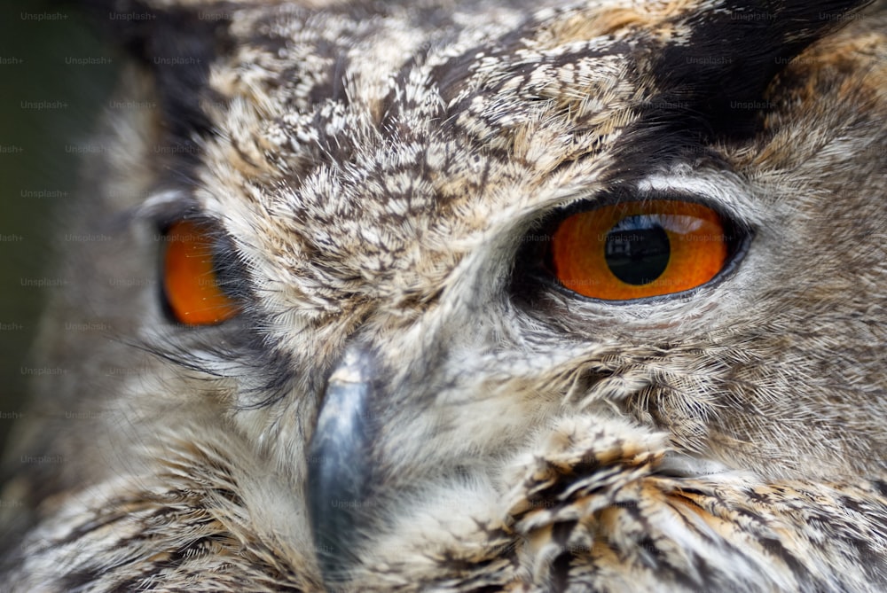 Beautiful orange eyes of eagle owl