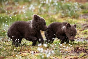 Dois filhotes de urso pardo brincando na taiga finlandesa