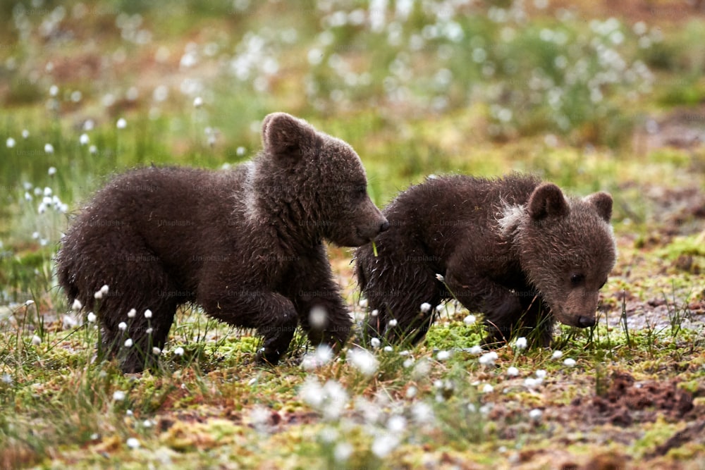 Dos cachorros de oso pardo jugando en la taiga finlandesa