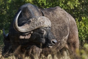 Retrato do búfalo africano na savana de uma reserva africana