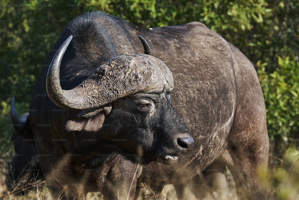 Retrato do búfalo africano na savana de uma reserva africana