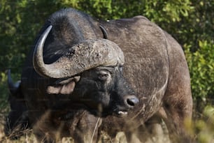 Portrait de buffle d’Afrique dans la savane d’une réserve africaine