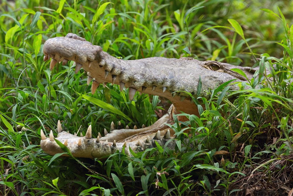 Porträt eines Krokodils, das mit offenem Maul im Gras versteckt ist