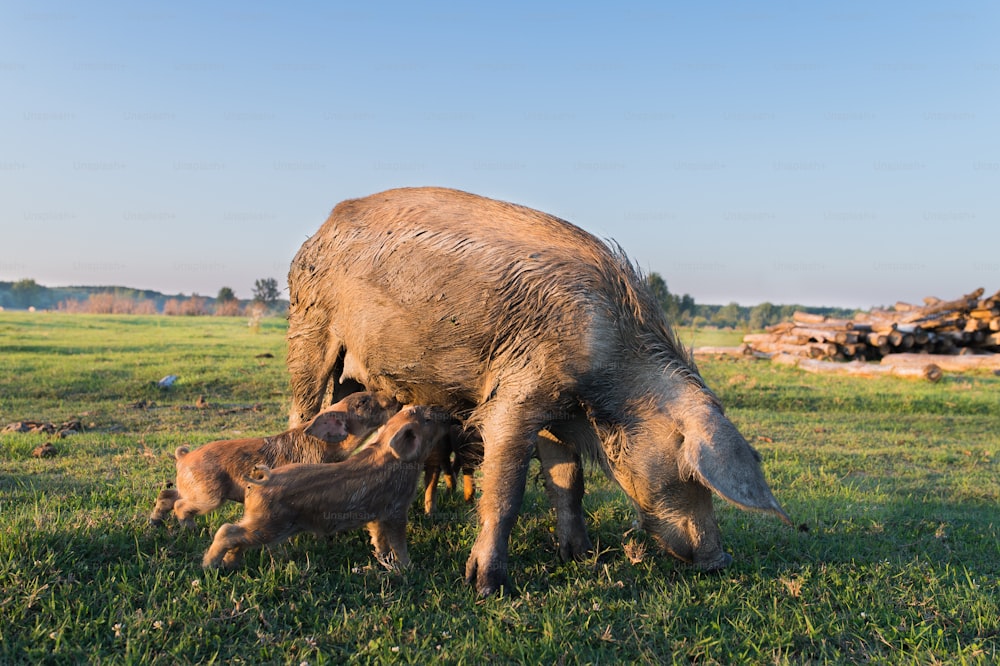 Dirty piglets feeding from mother pig