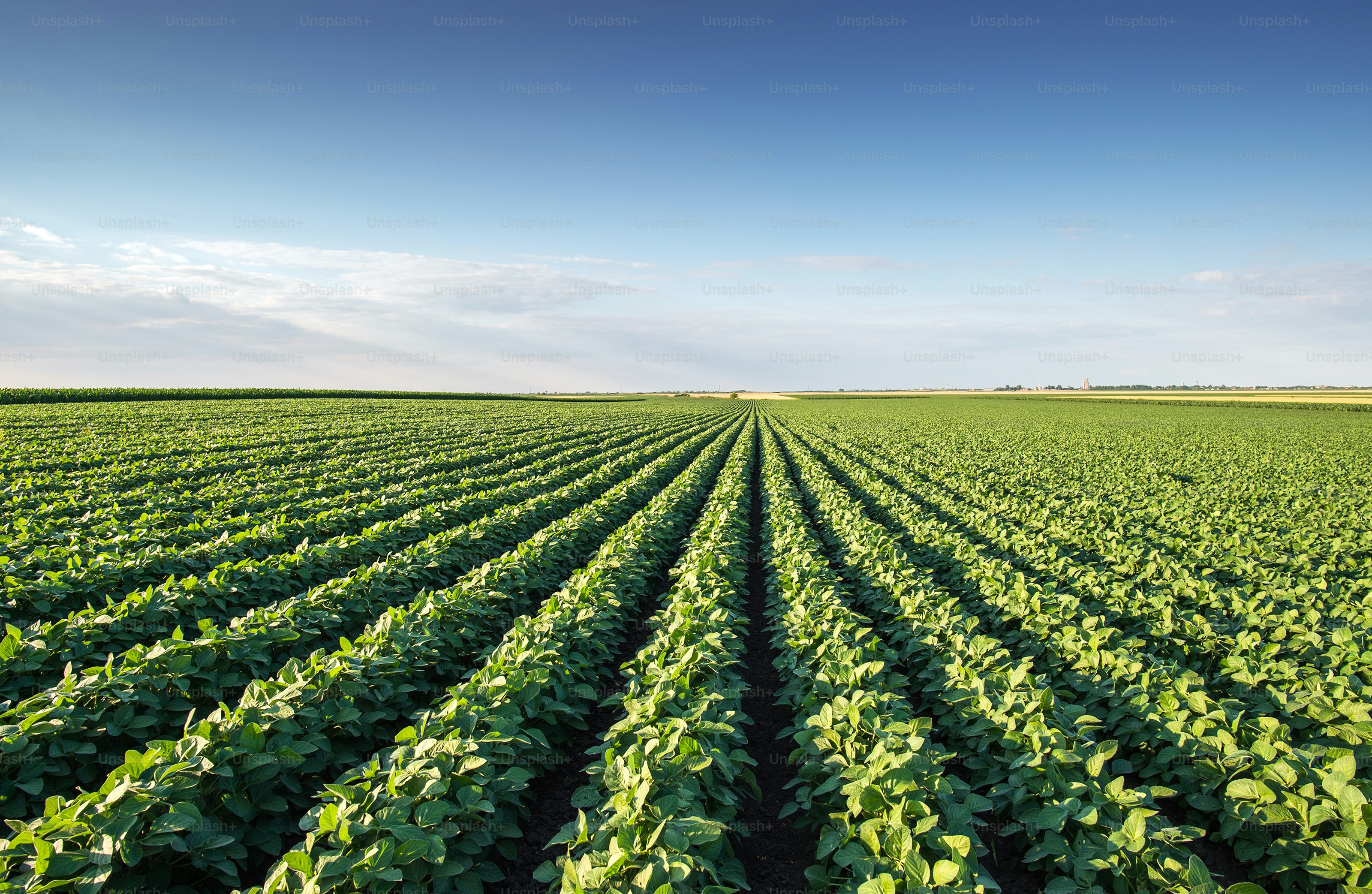 Soybean Field Rows in summer