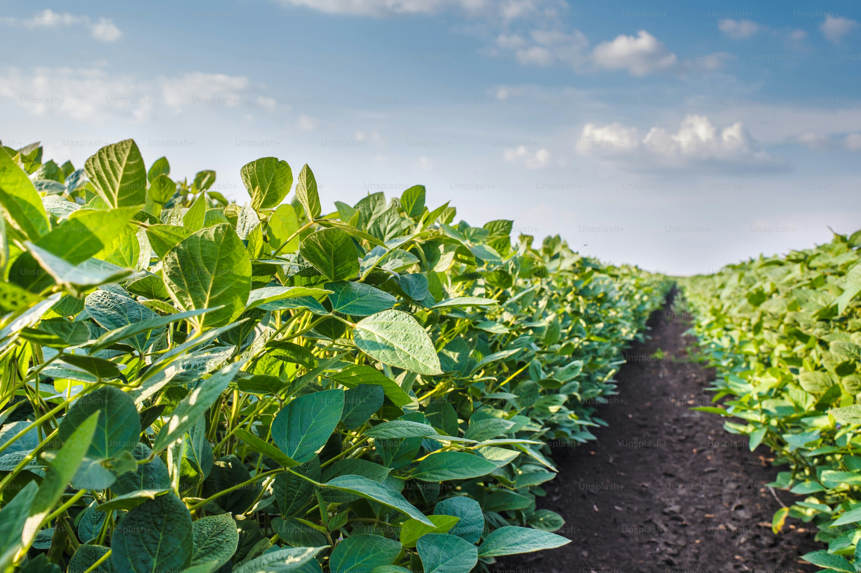 Soybean Field Rows in summer