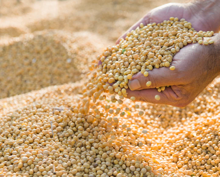 Soybeans