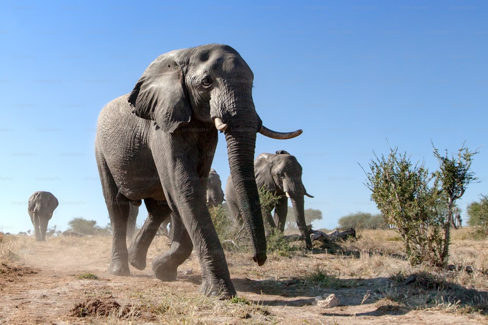 Éléphants marchant dans le bushveld
