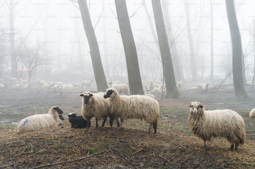 troupeau de moutons dans le brouillard