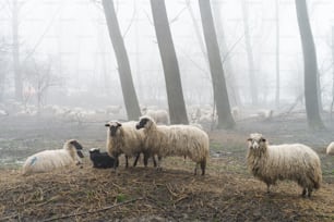 flock of sheep in the fog
