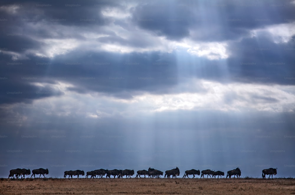 The migration continues under strange rays of light