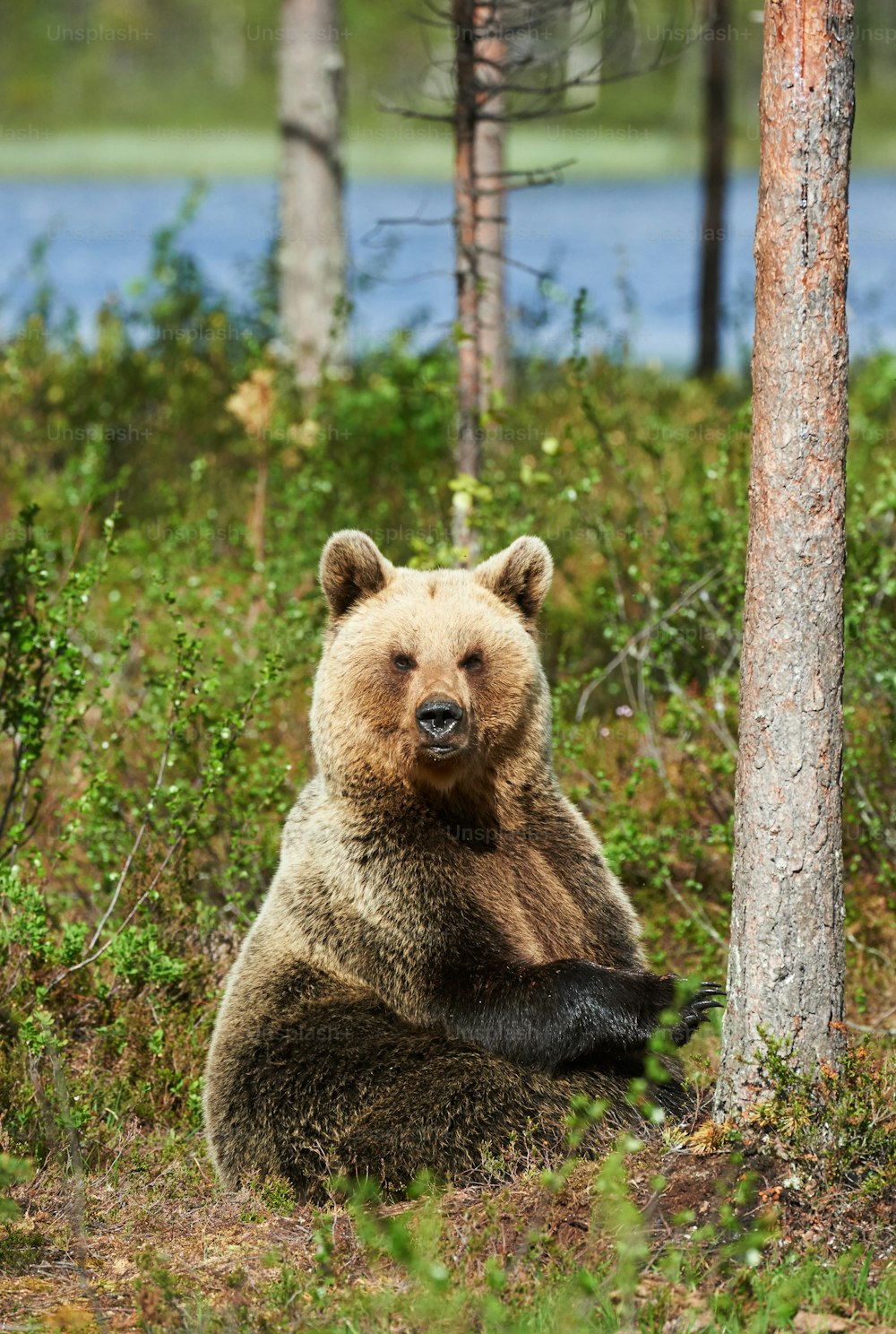 Beautifull brown bear sitting in the forest in a bright spring day