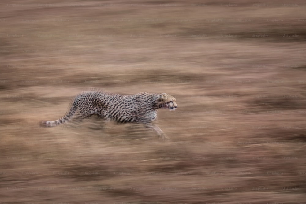 Cheetah stalking prey in motion