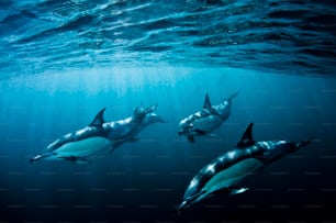 Gewöhnliche Delfine in Südafrika.