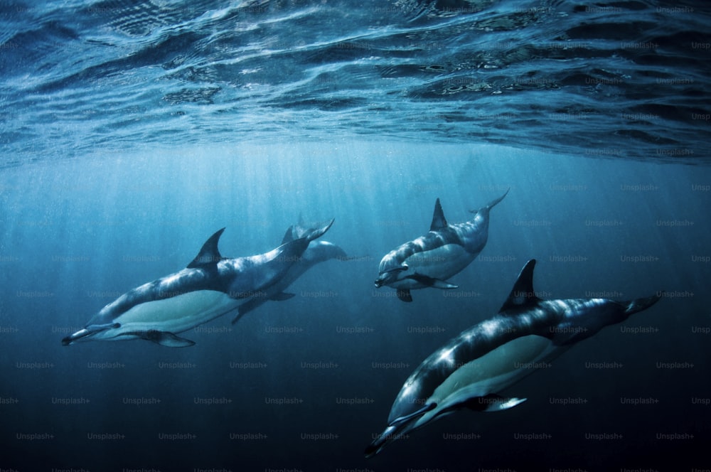 Delfini comuni in Sud Africa.