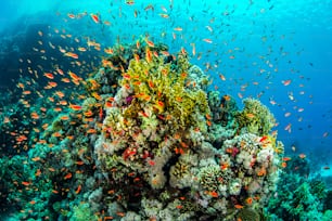 A school in Redsea