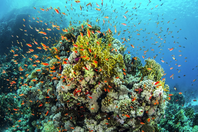 Great Barrier Reef, Australia