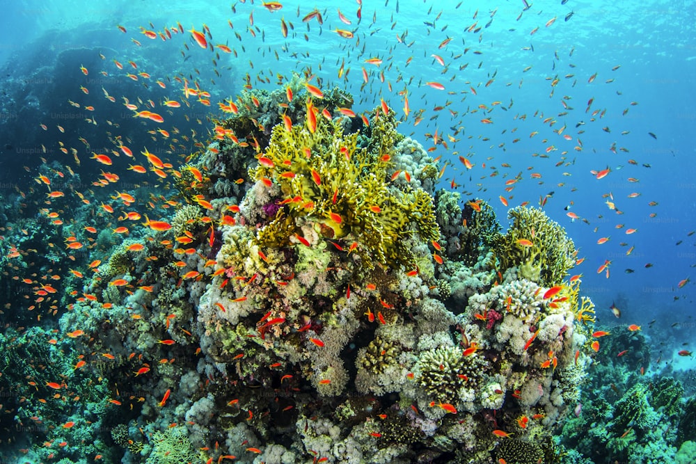 A school in Redsea