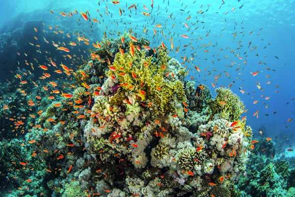 Great Barrier Reef, Australia