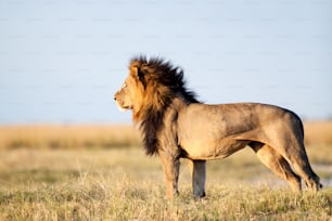 Grande leone maschio