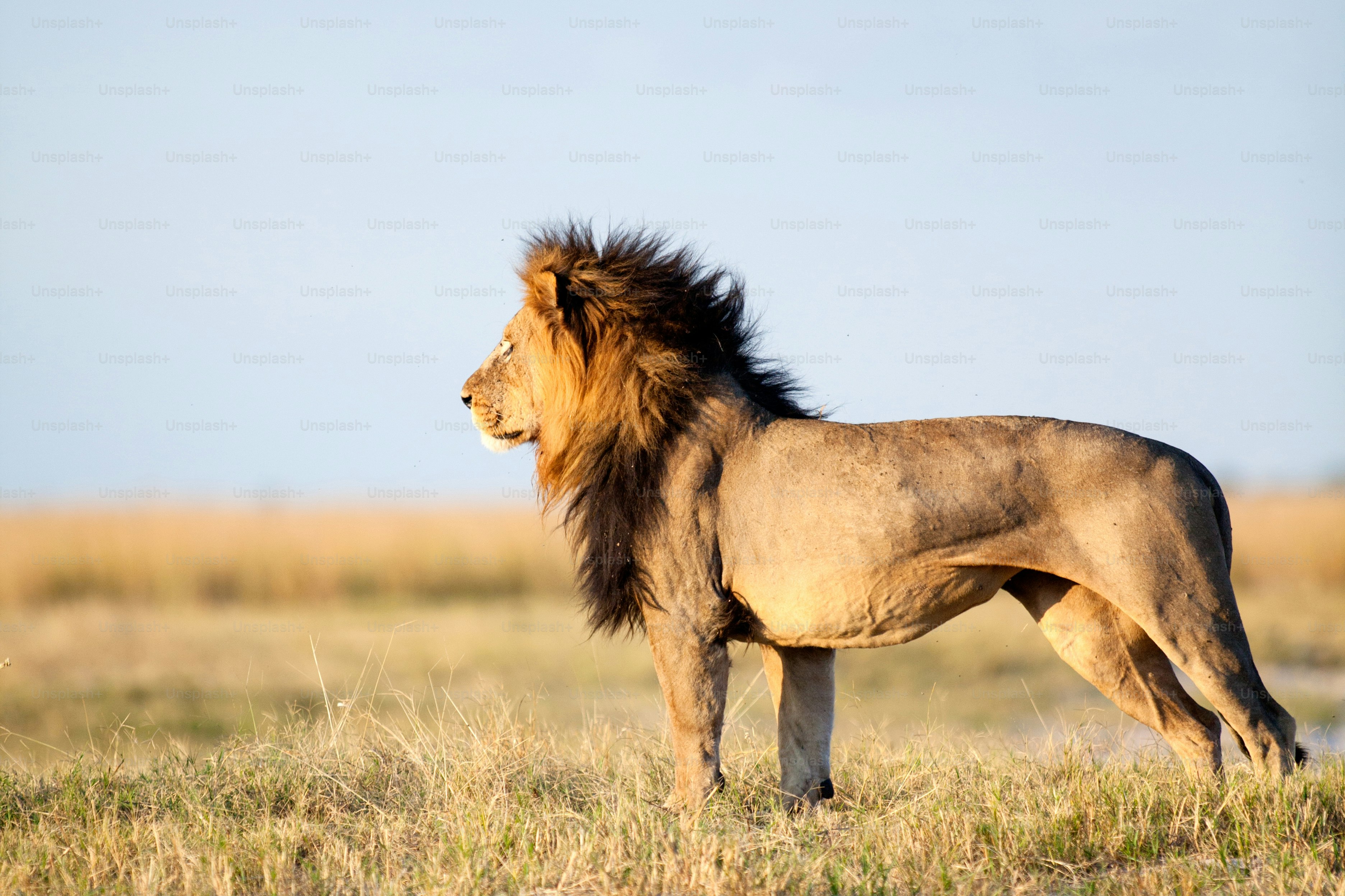 Large male lion