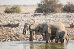 Elephant at the Okaukuejo water hole