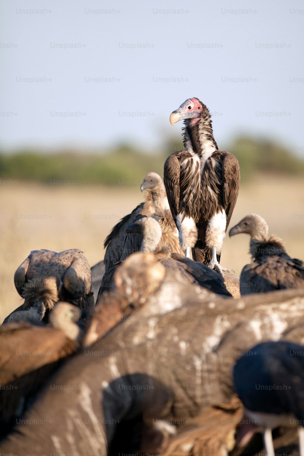 Vautour sur une carcasse