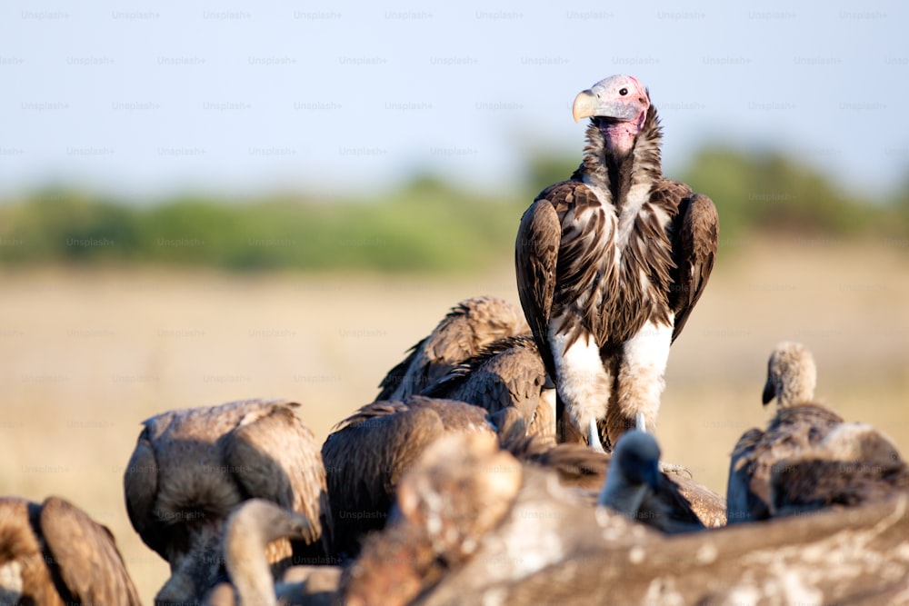 Vulture on carcass