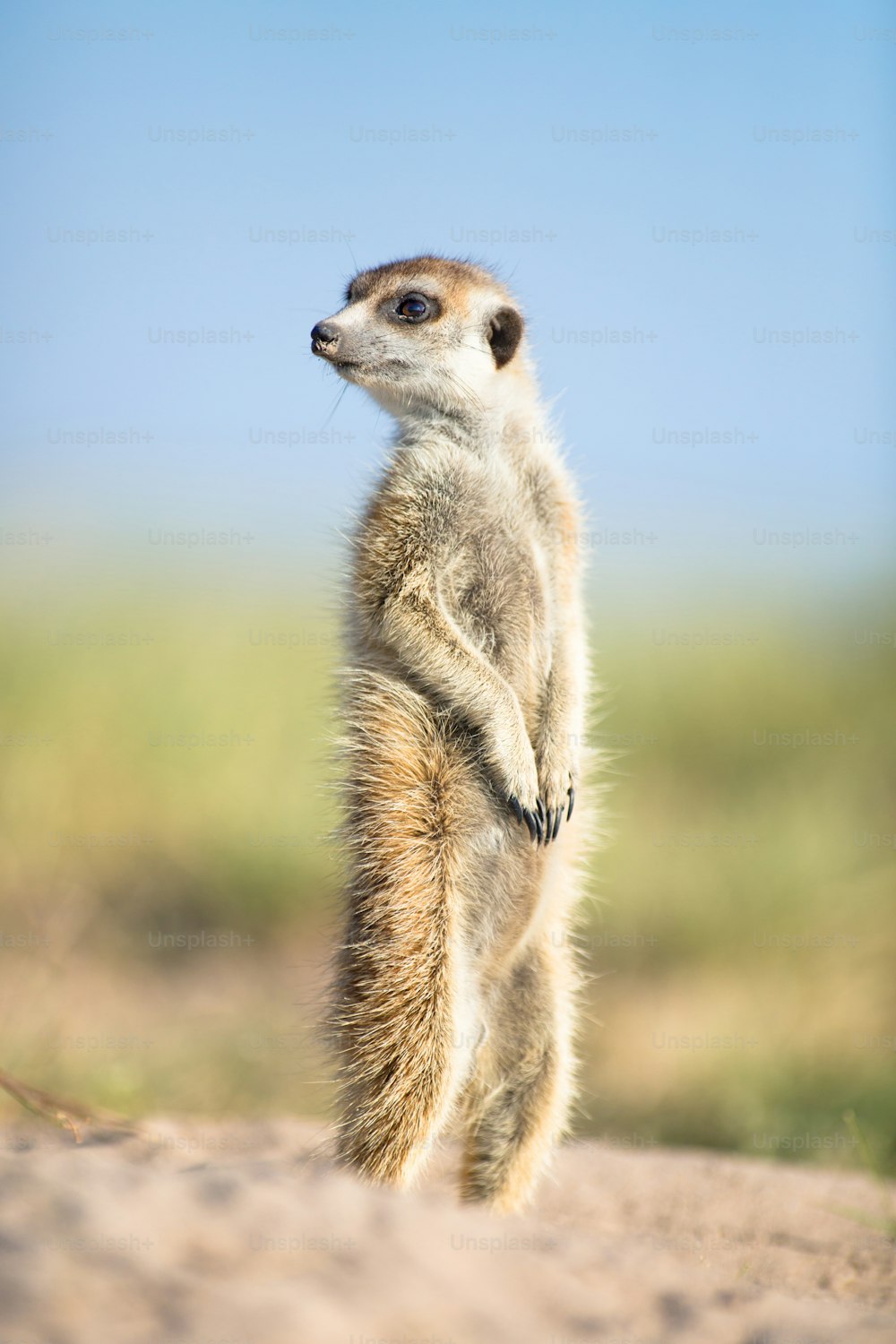 Meerkat in the open veld