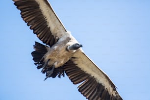 Vulture flying in blue sky