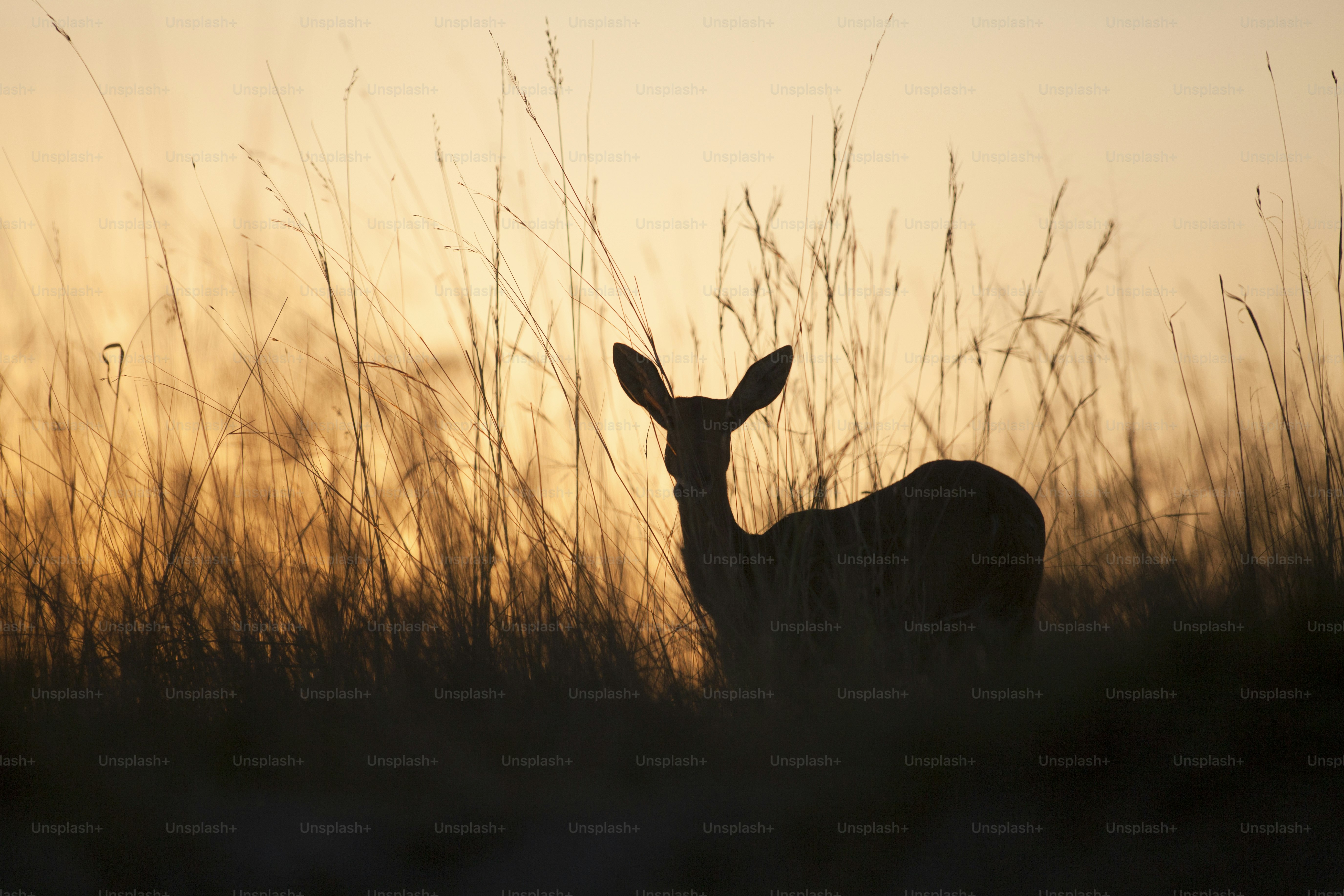 Reed buck in long grass photo – Baby deer Image on Unsplash