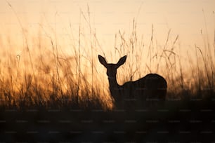 Reed buck in long grass