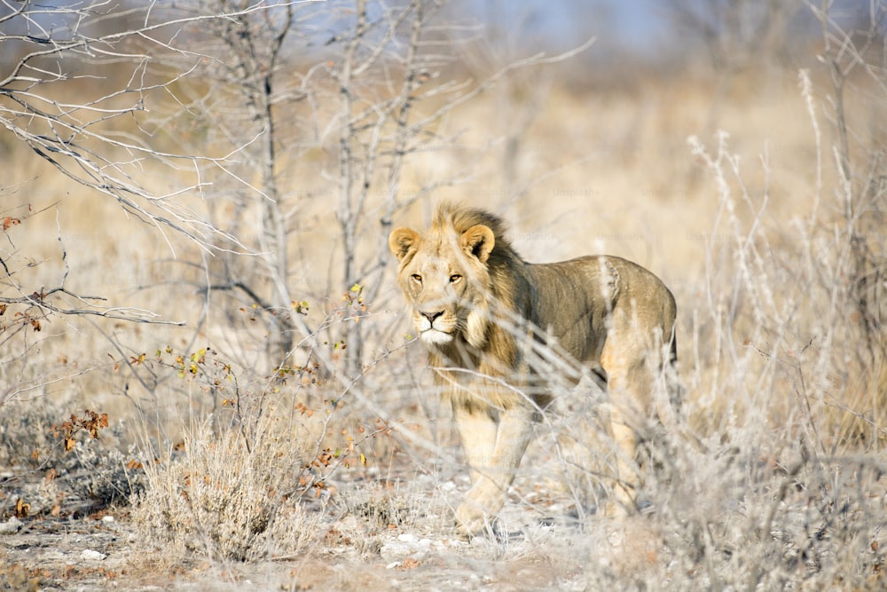 Junger männlicher Löwe auf dem Weg durch das Buschland