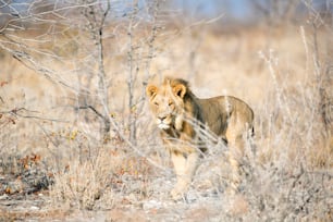 Young male lion walking through the bushveld