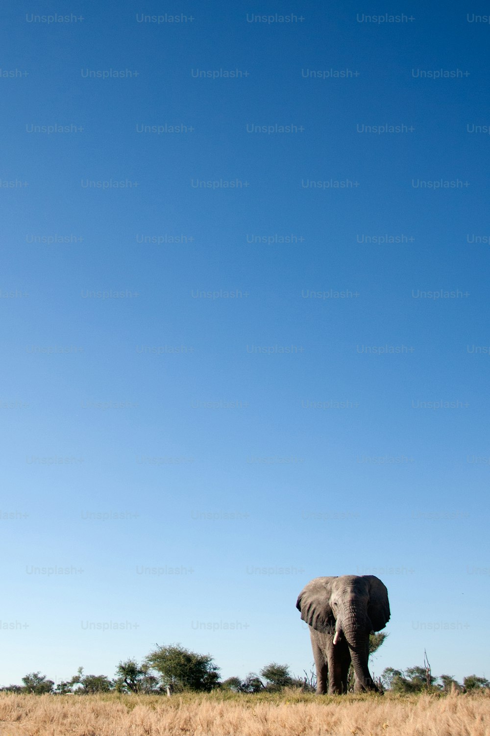 Elephant walking in the veld