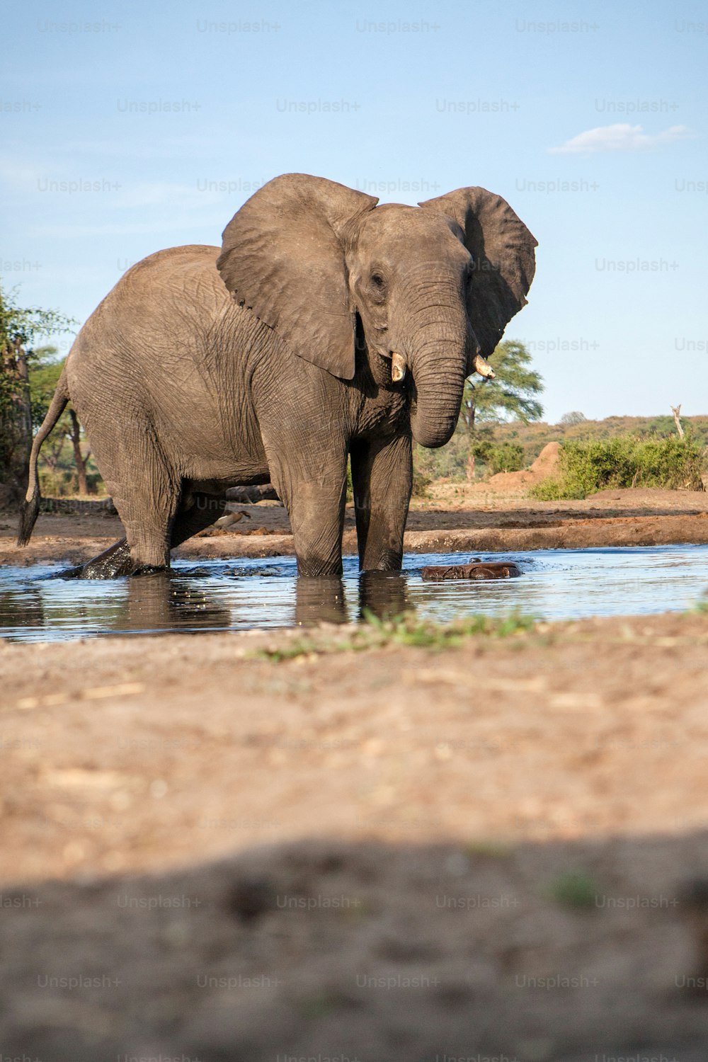 Elephant at a water hole