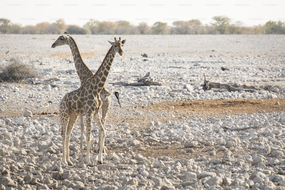 Girafas observando umas às outras de costas