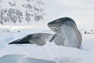 Ein Seeleopard in der Antarktis