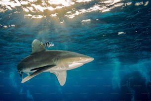 Un tiburón oceánico de puntas blancas en el Mar Rojo