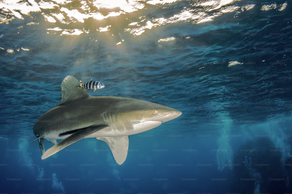 Um tubarão de ponta branca oceânico em Redsea