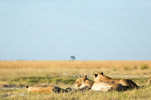 Lion in the bush veld