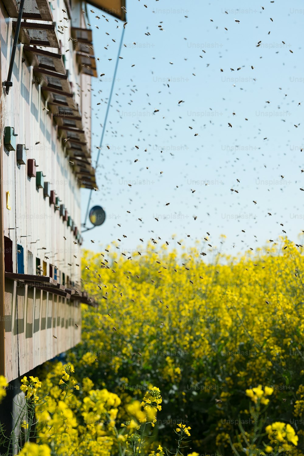 기름 종자 유채밭의 벌집과 공중에서 날아 다니는 많은 벌집