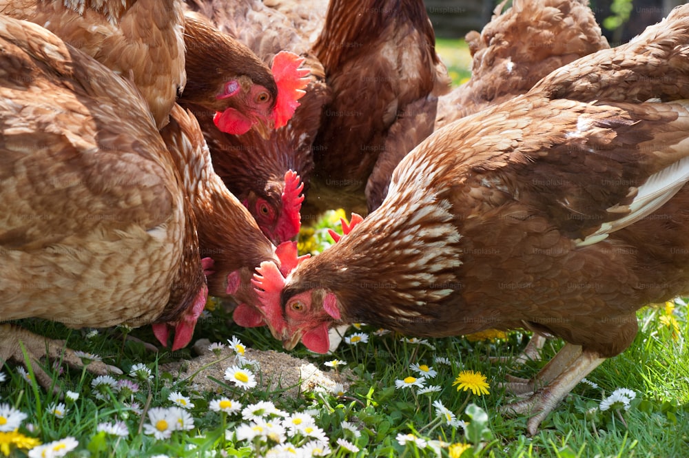 Hens outside in the meadow