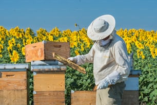 ヒマワリ畑で働く養蜂家