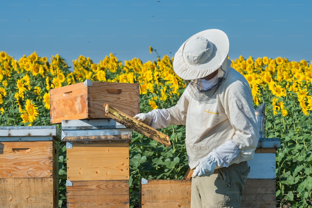 Beekeeper working in the field of sunflowers
