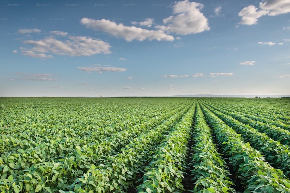 soybean field with rows of soya bean plants